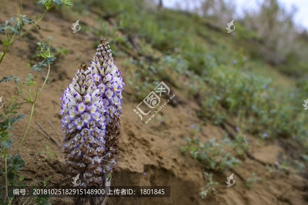 肉蓯蓉開花植株