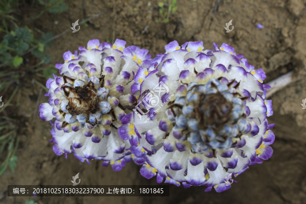 肉蓯蓉開(kāi)花植株