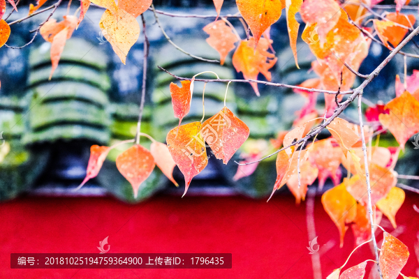 秋色紅葉