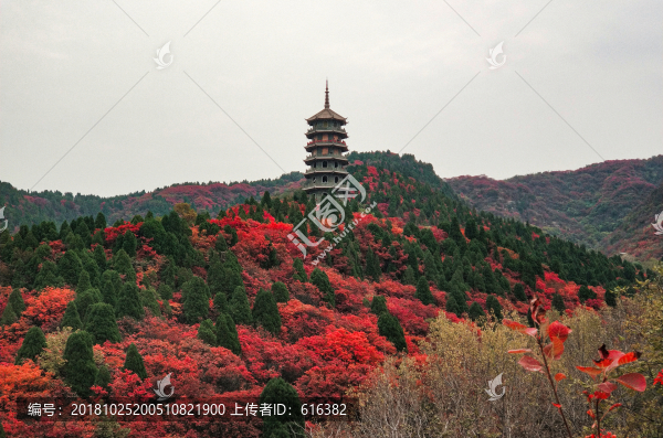 紅葉谷