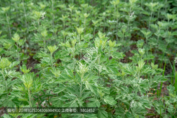 艾草
