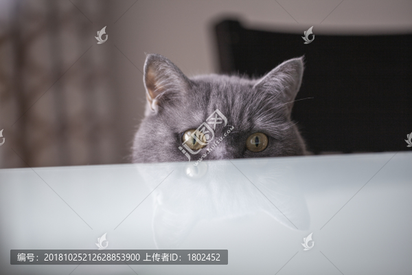 黑貓