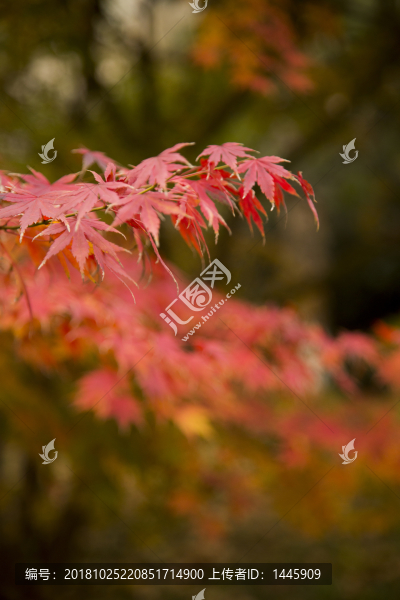 滿天紅