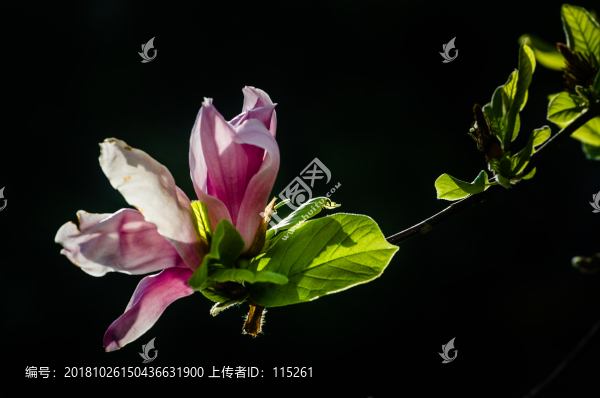 玉蘭花開放