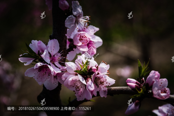 桃花盛開(kāi)