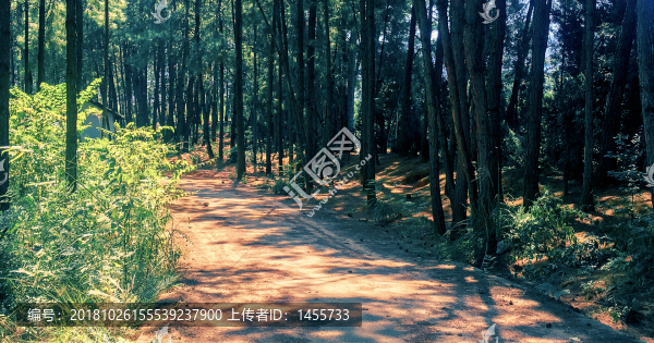 道路