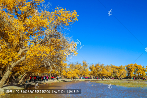 額濟納胡楊林