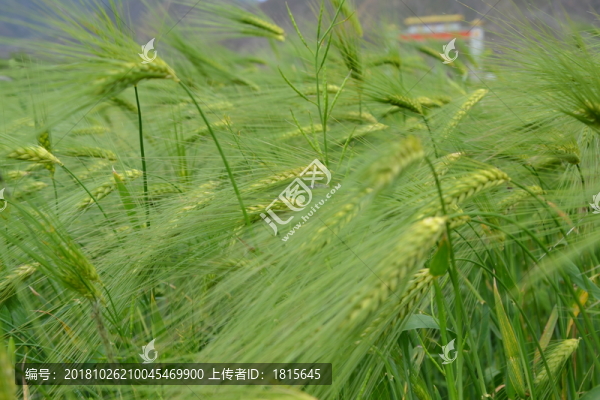 大麥