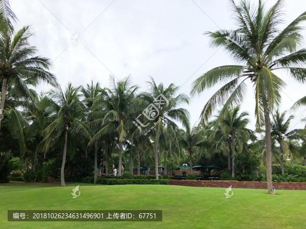 海南風(fēng)光熱帶植物園林