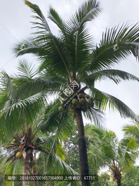熱帶植物園林海南風(fēng)光