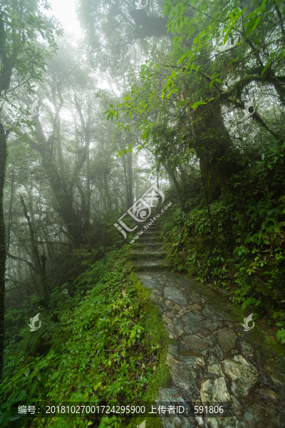 原始森林薄霧中的小路