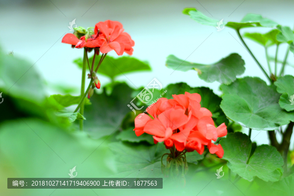 植物花草