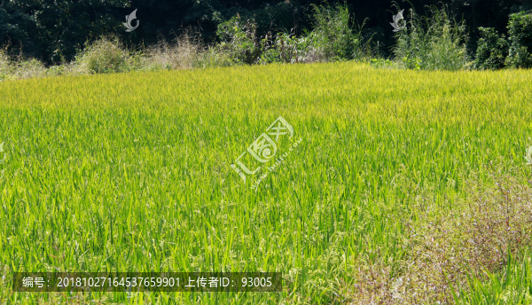 作物栽培水稻農(nóng)村風(fēng)景