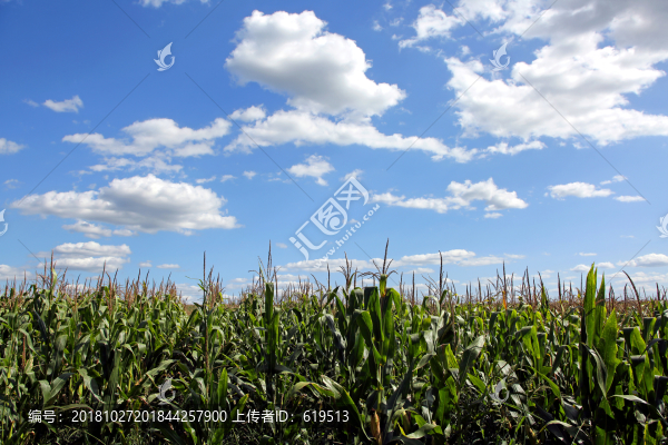 農(nóng)田玉米地
