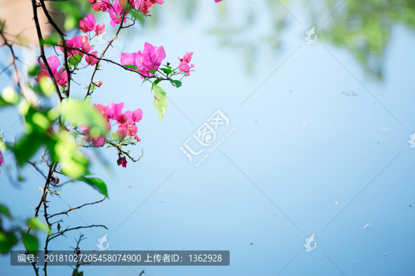 三角梅