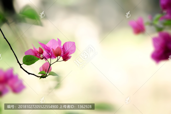 三角梅