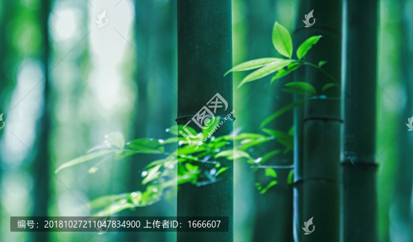 翠竹