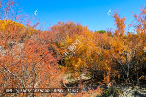 額濟納胡楊林