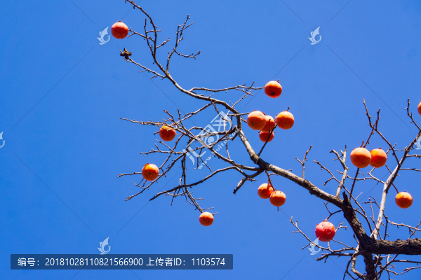 柿子039
