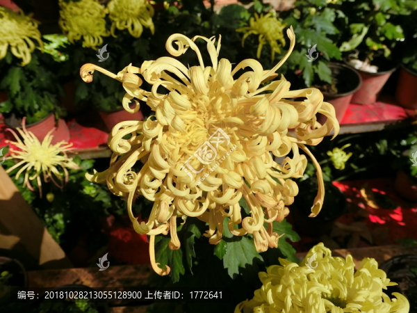 菊花