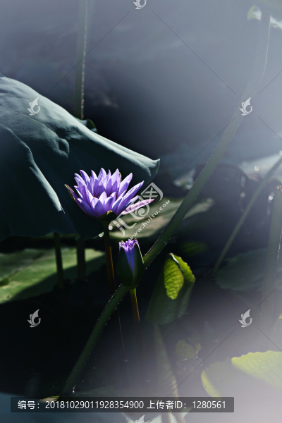 蓮花
