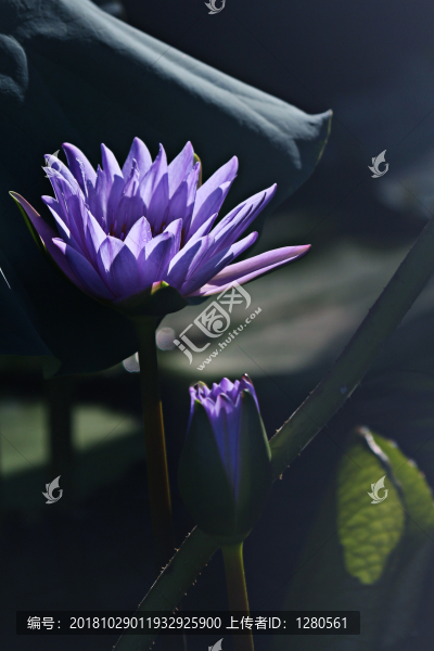 蓮花