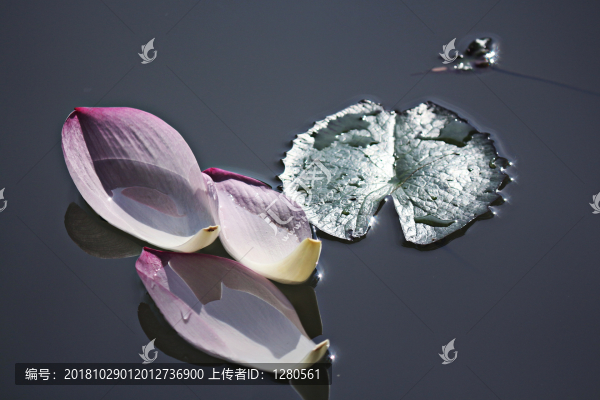 荷花花瓣