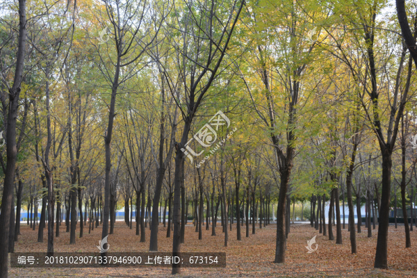 樹林
