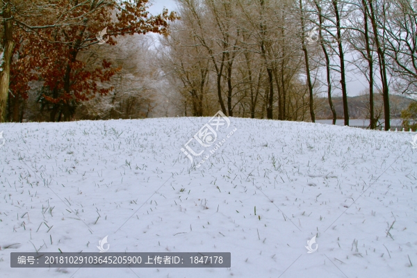 草地積雪