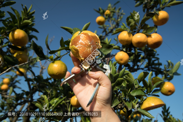 蜜桔
