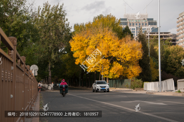 紅葉
