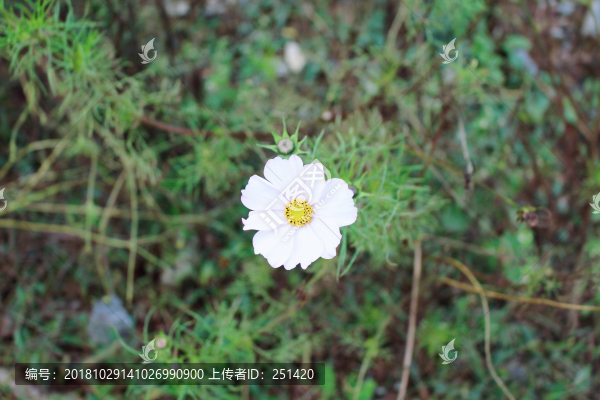 野花