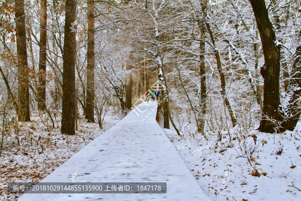 雪景