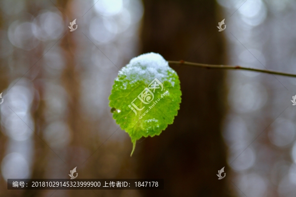 綠葉與白雪