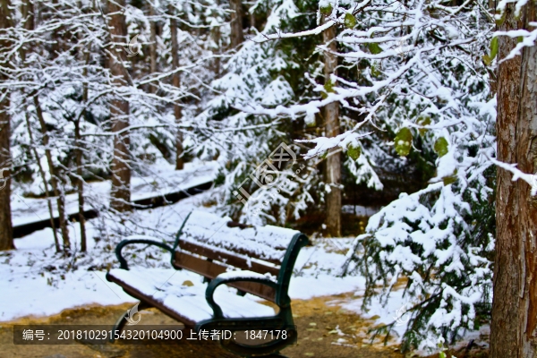 雪松長(zhǎng)椅