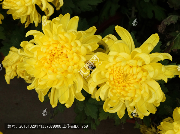 菊花