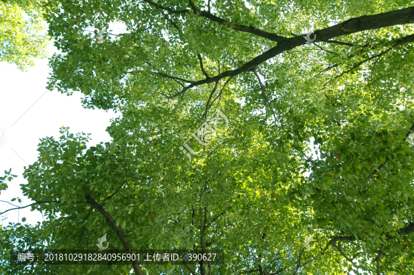綠葉樹枝