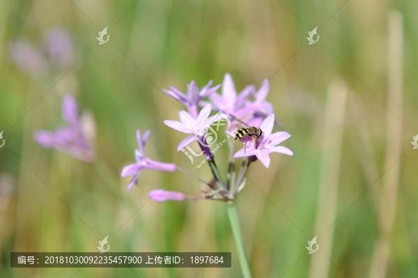 花卉