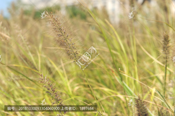 狗尾巴草