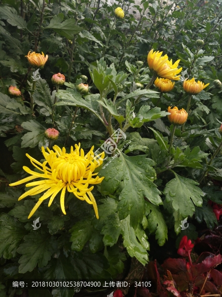 菊花