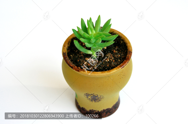 多肉植物