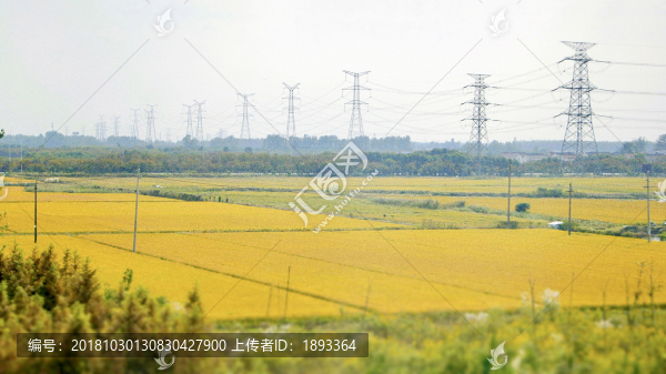 秋收稻田