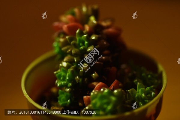 多肉小盆栽