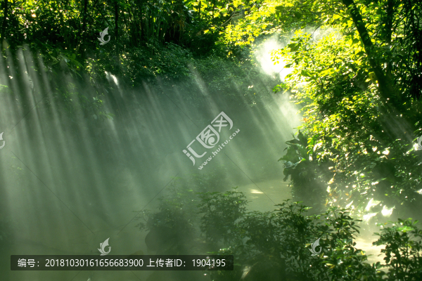 林中陽光
