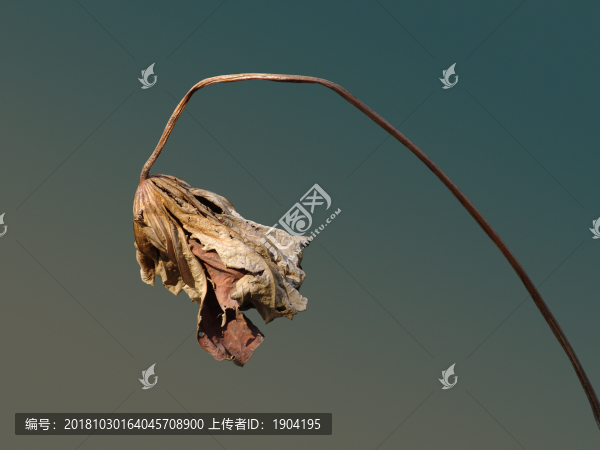 殘荷