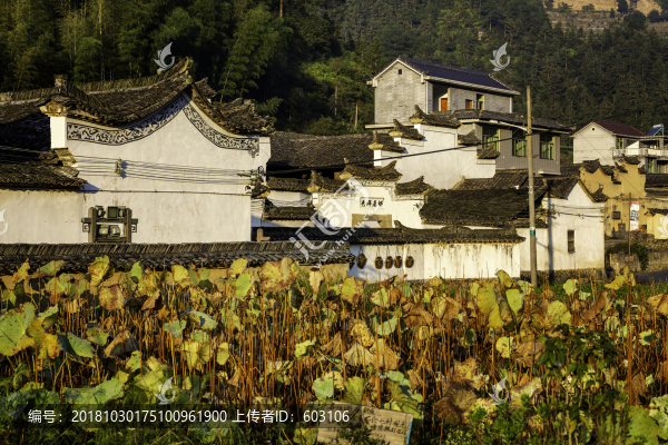 石倉村