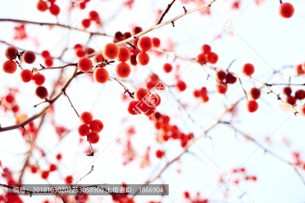 紅葉海棠果
