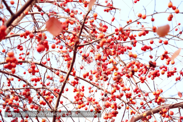 紅葉海棠果