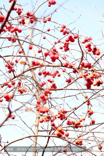 紅葉海棠果