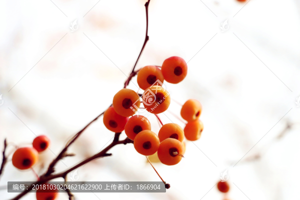 楂層林盡染楸果紅